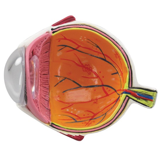 Hypertension Model Set 4000 eye