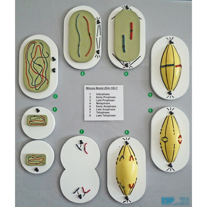 Mitosis (Mitotic Cell Division) Model