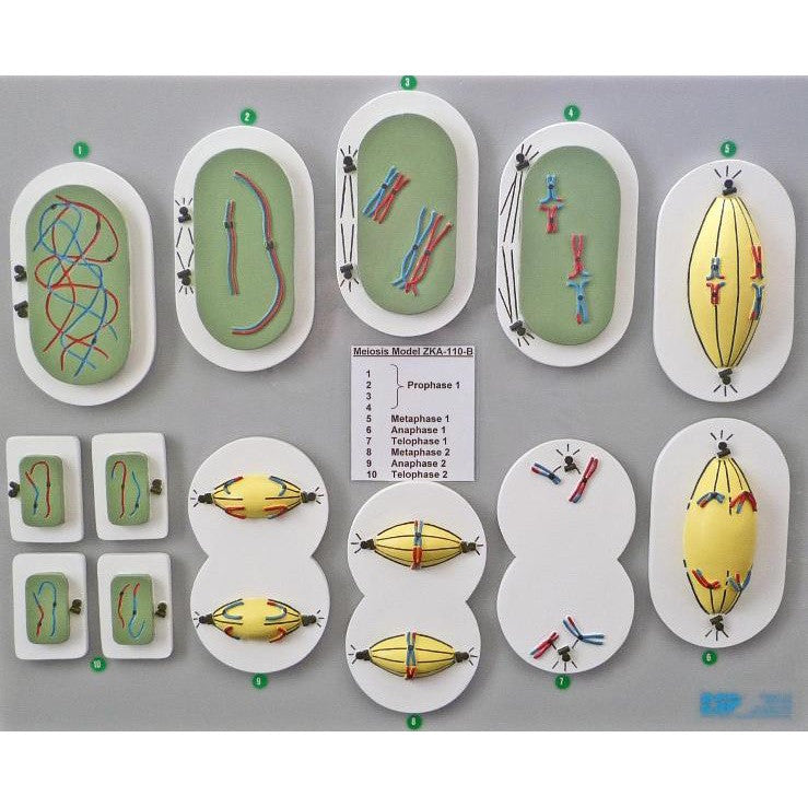 Meiosis (Reduction Division) Model