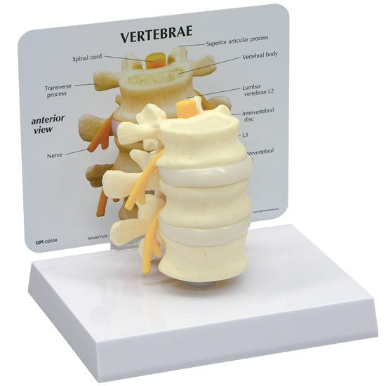Basic Vertebrae Model 1500