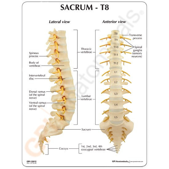 T8 to Sacrum Spine Model