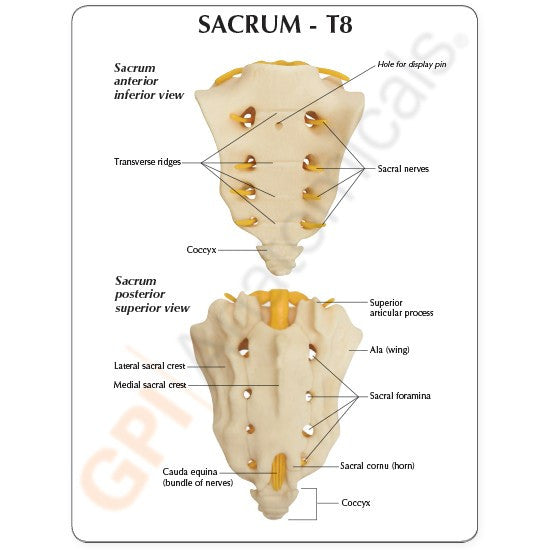 T8 to Sacrum Spine Model