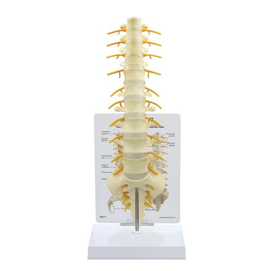 T8 to Sacrum Spine Model