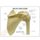 Switch A patient education card accompanies the model to help with identification of key parts 3 image