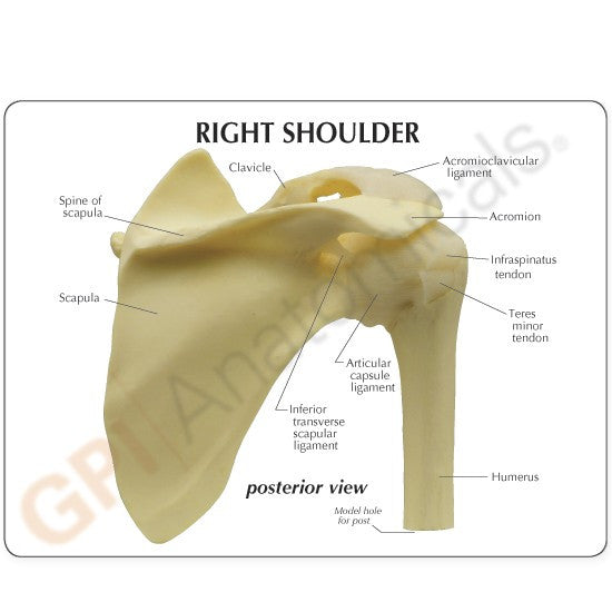 Shoulder Joint Anatomy Model