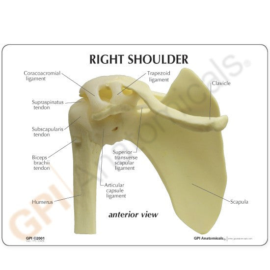 Shoulder Joint Anatomy Model