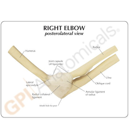 Elbow Joint Anatomy Model