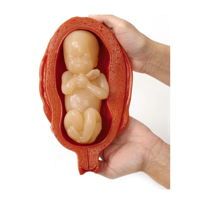 Uterus With Foetus Anatomical Model Set (5 stages)