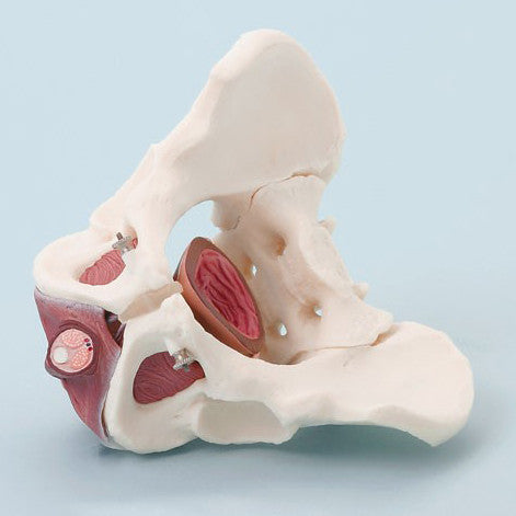 Male Pelvis and Pelvic Floor Model