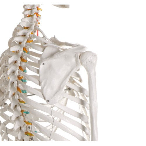 Oscar Life-size Skeleton Model