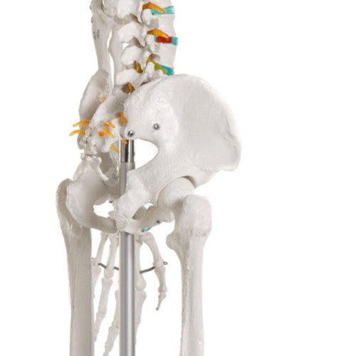 Oscar Life-size Skeleton Model