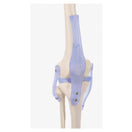 Switch Detailed anatomical representation of knee joints 3 image
