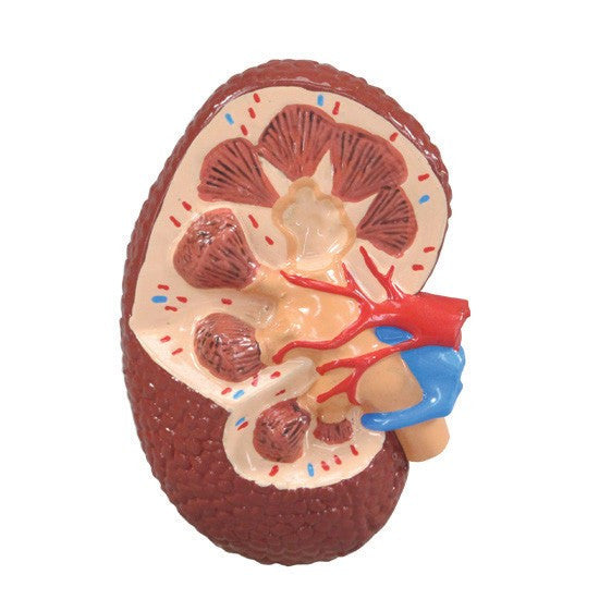 Hypertension Model Set