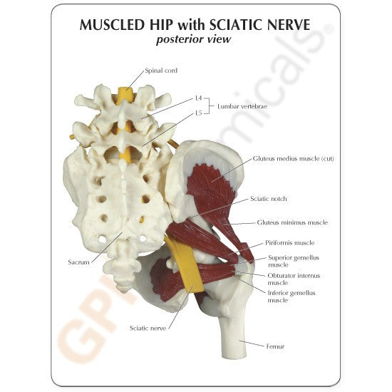 Muscled Hip with Sciatic Nerve Model