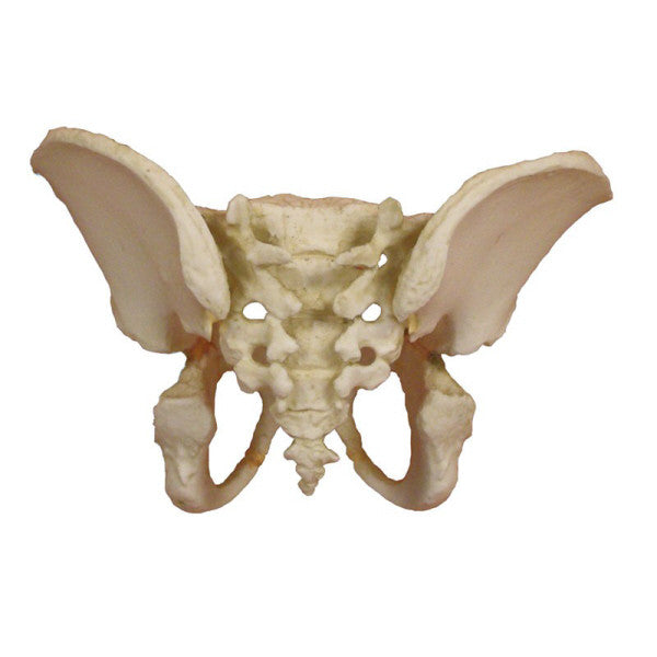 Child Pelvis Model (5 years old)