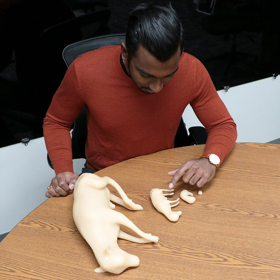 Bovine Foetal Development Models