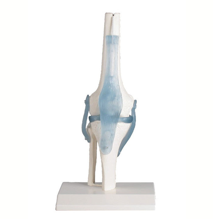 Knee Model With Ligaments