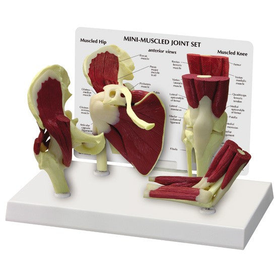 Mini Muscled Joint Set (Hip, Knee, Elbow and Shoulder) 1900