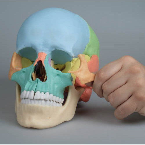 Coloured Osteopathic Skull Model (22 part)