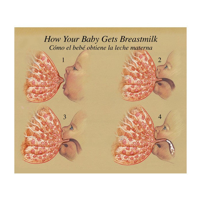 Breastfeeding Chart Spiralbound Collection (English/Spanish)