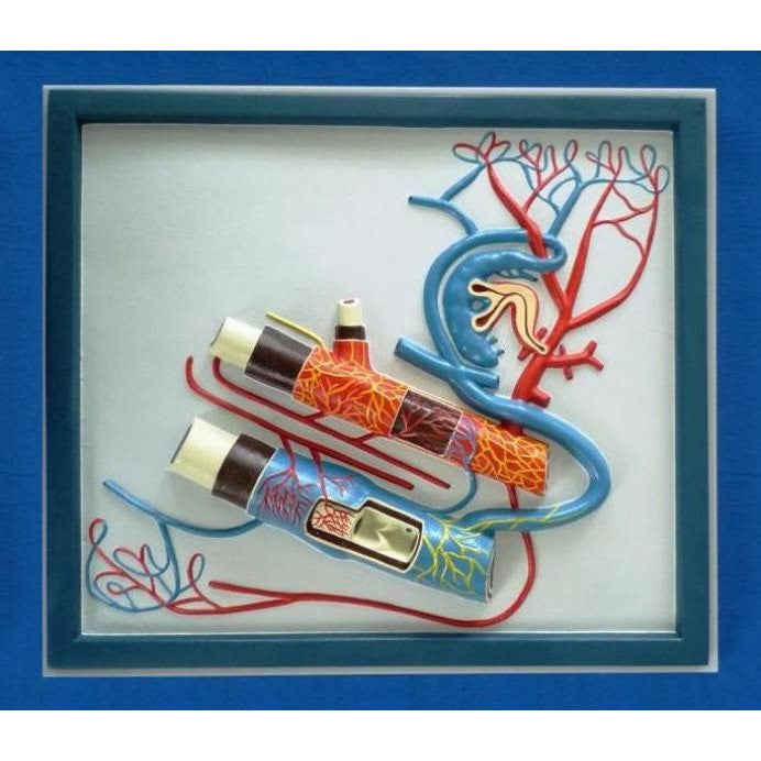 Vein and Artery Model