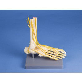 Neuro Foot Model