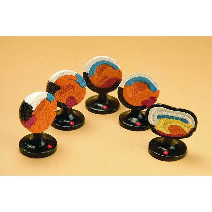 Frog Embryology Set (5 part)