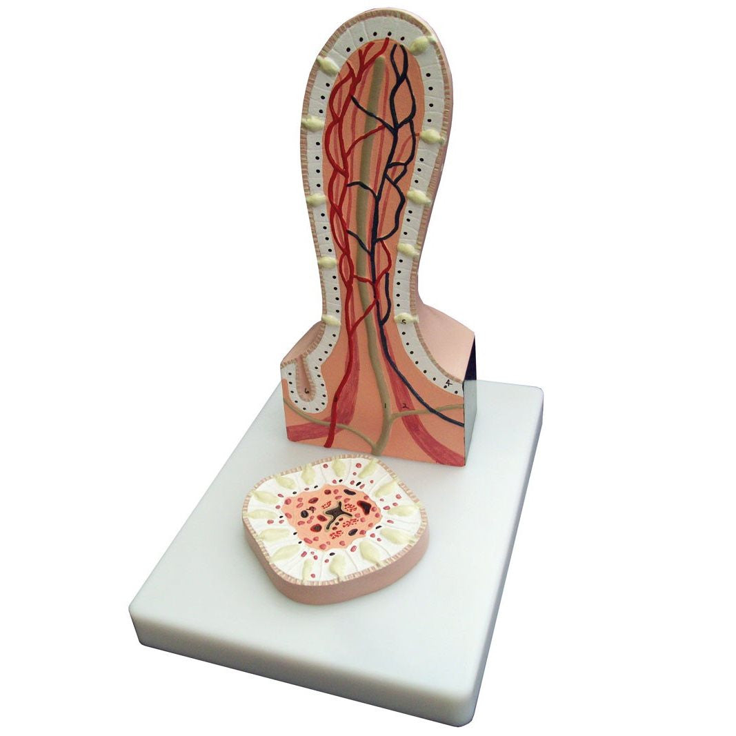 Villus Model (2 part)