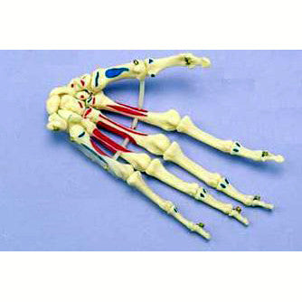 Painted Articulated Hand Model | Coloured Hand | ESP Models – AnatomyStuff
