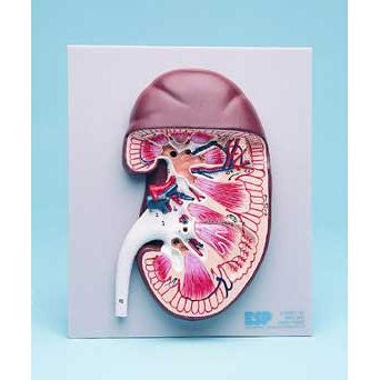 Numbered Dissected Kidney Model