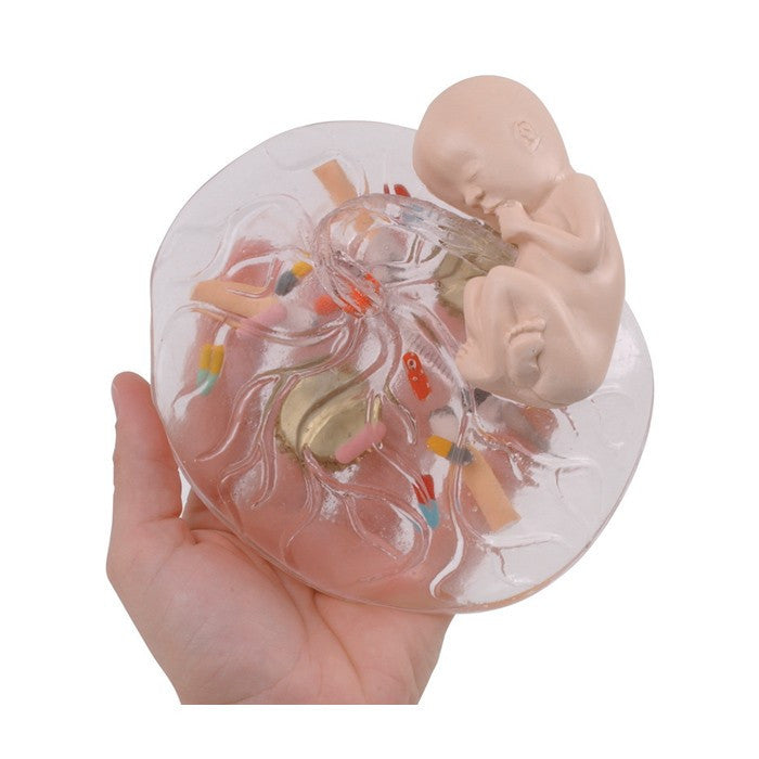 What Mommy Does ... Baby Does Placenta Model