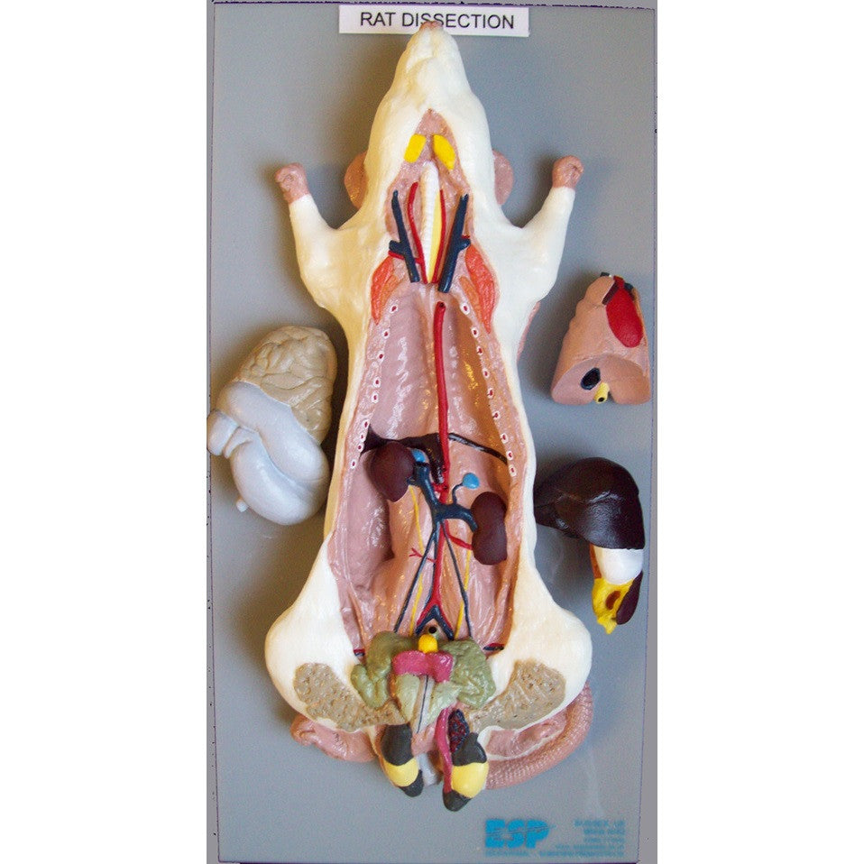 Rat Dissection Model