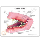 Switch An ideal model to teach pet owners about canine dental anatomy &amp; the importance of good oral hygiene 2 image