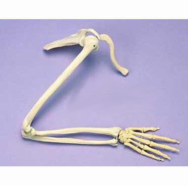 Articulated Arm Skeleton with Shoulder Joint