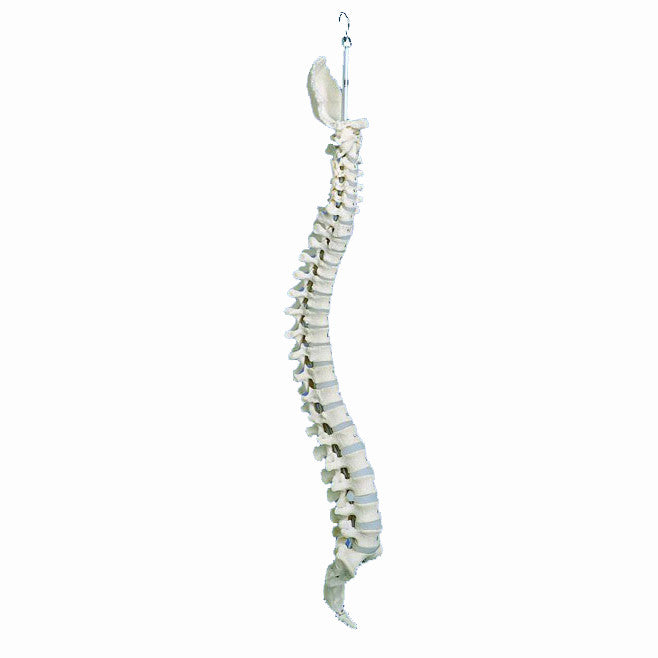 Rigid Spine Model