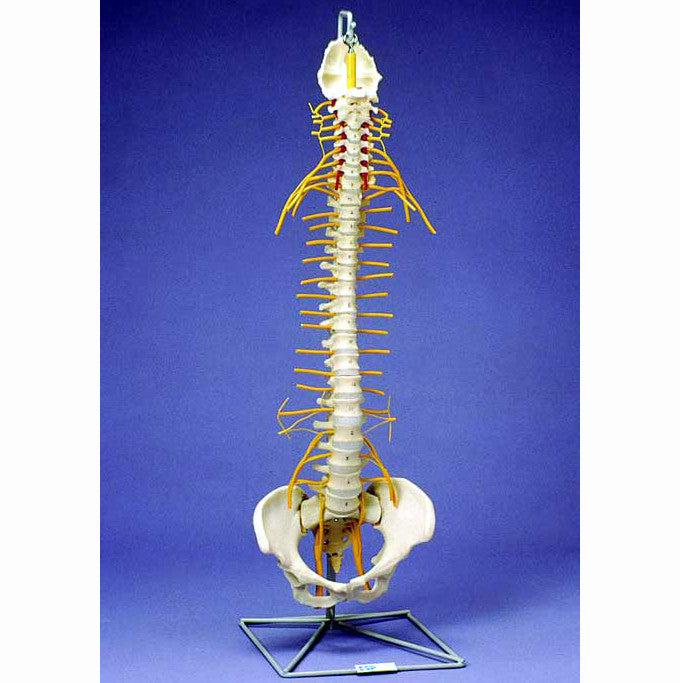 Flexible Spine Model with Nerves and Pelvis
