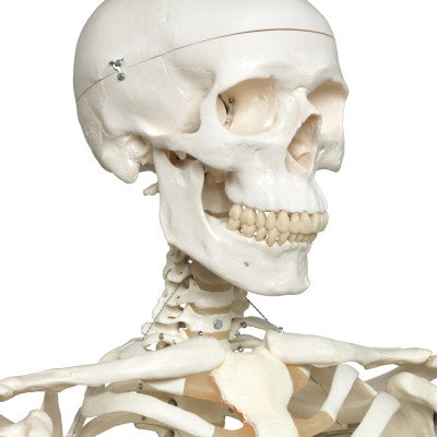 Stan Skeleton Model on Hanging Stand