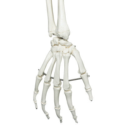 Stan Skeleton Model on Hanging Stand