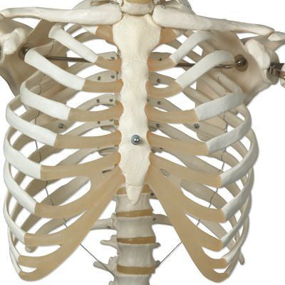 Stan Skeleton Model on Hanging Stand