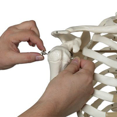Stan Skeleton Model on Hanging Stand