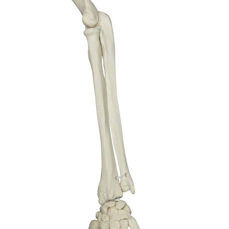 Phil Physiological Skeleton Model on Hanging Stand