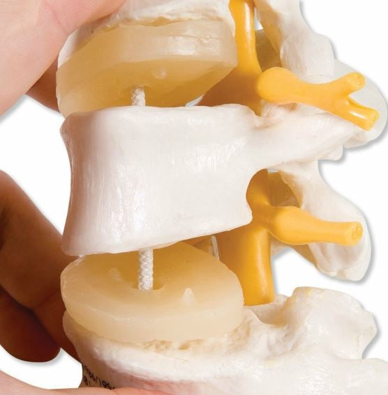 3 Lumbar Vertebrae Model (Flexibly Mounted)