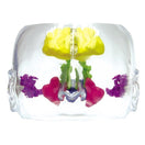 Switch Life-size Model of the Sinus Cavities 2 image