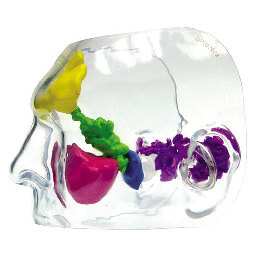 Transparent Prenasal and Mastoid Sinus Model