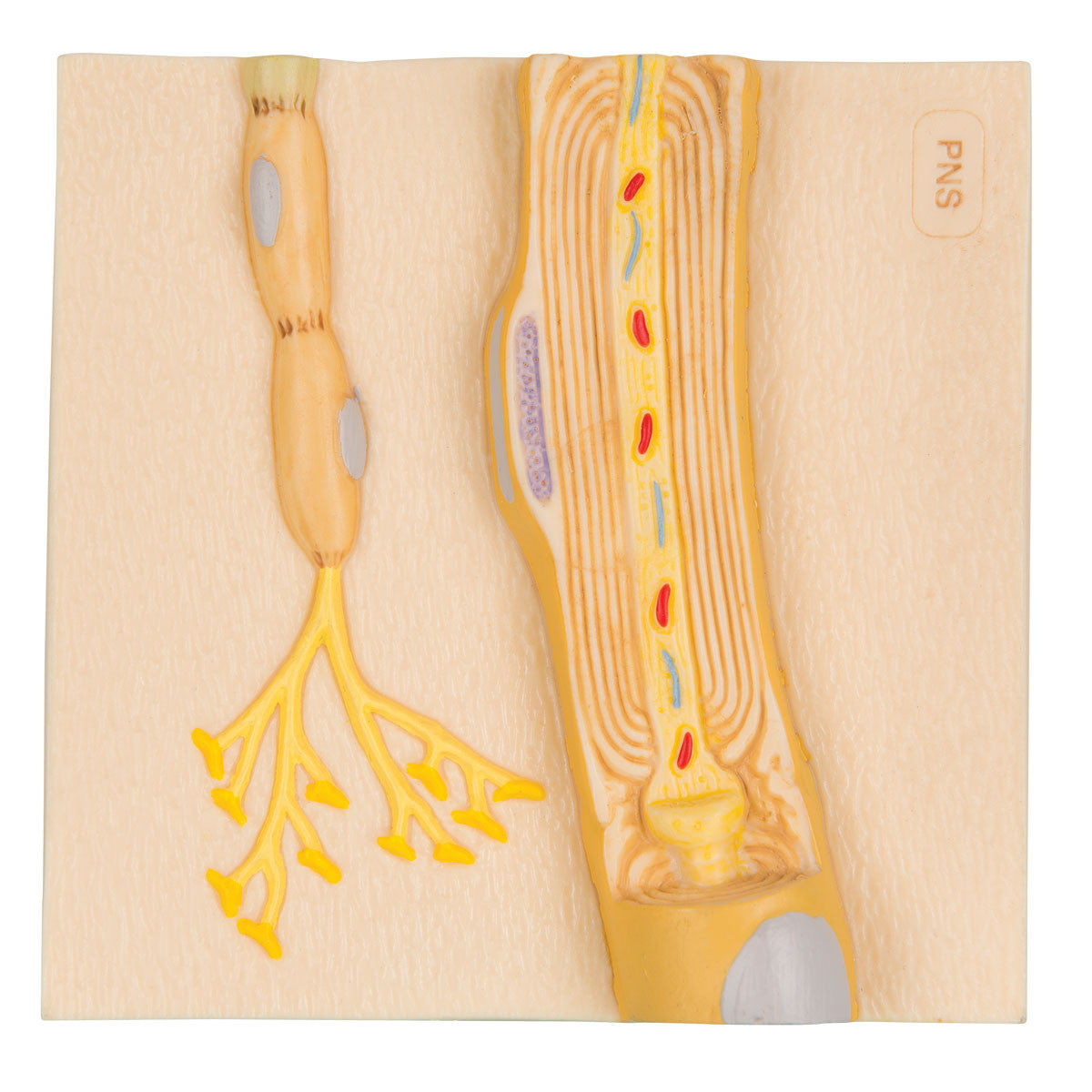 Physiology of Nerves' Model Series (5 part)