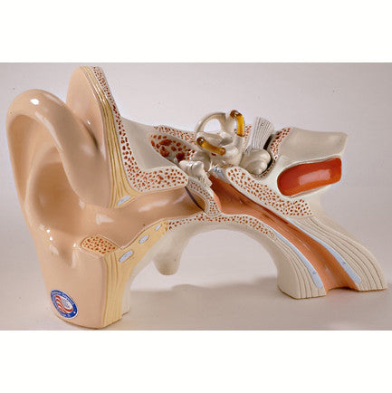 Giant Functional Ear Model (5 times life size)