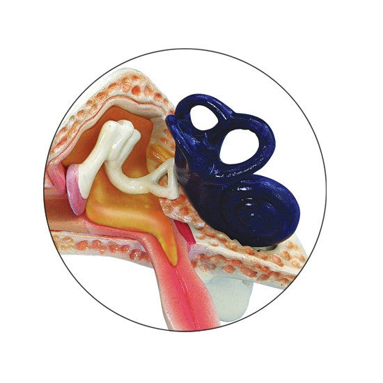 Child Ear Model