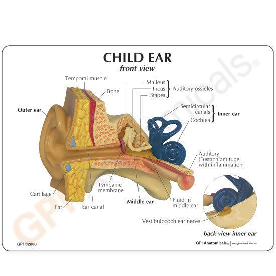 Child Ear Model