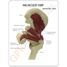 Switch Life-size right hip joint mode with patient education card and a plastic base 2 image
