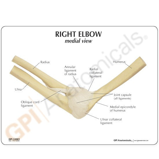 Elbow Joint Anatomy Model